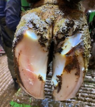 Inner wall of hoof remved.
